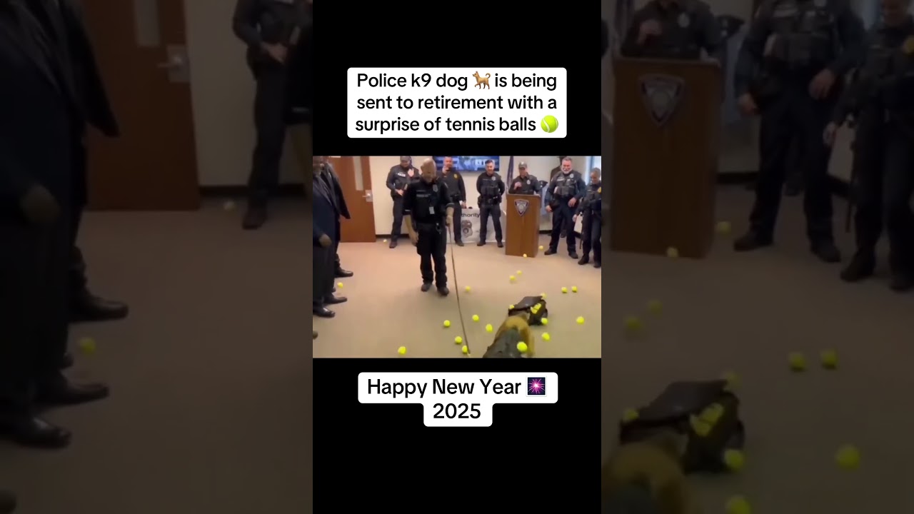#Police #k9 #dog is being sent to #retirement with a #tennis ball #surprise. #happy #day