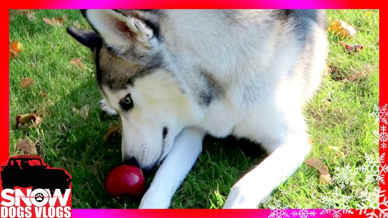 Huskies Love Apples!