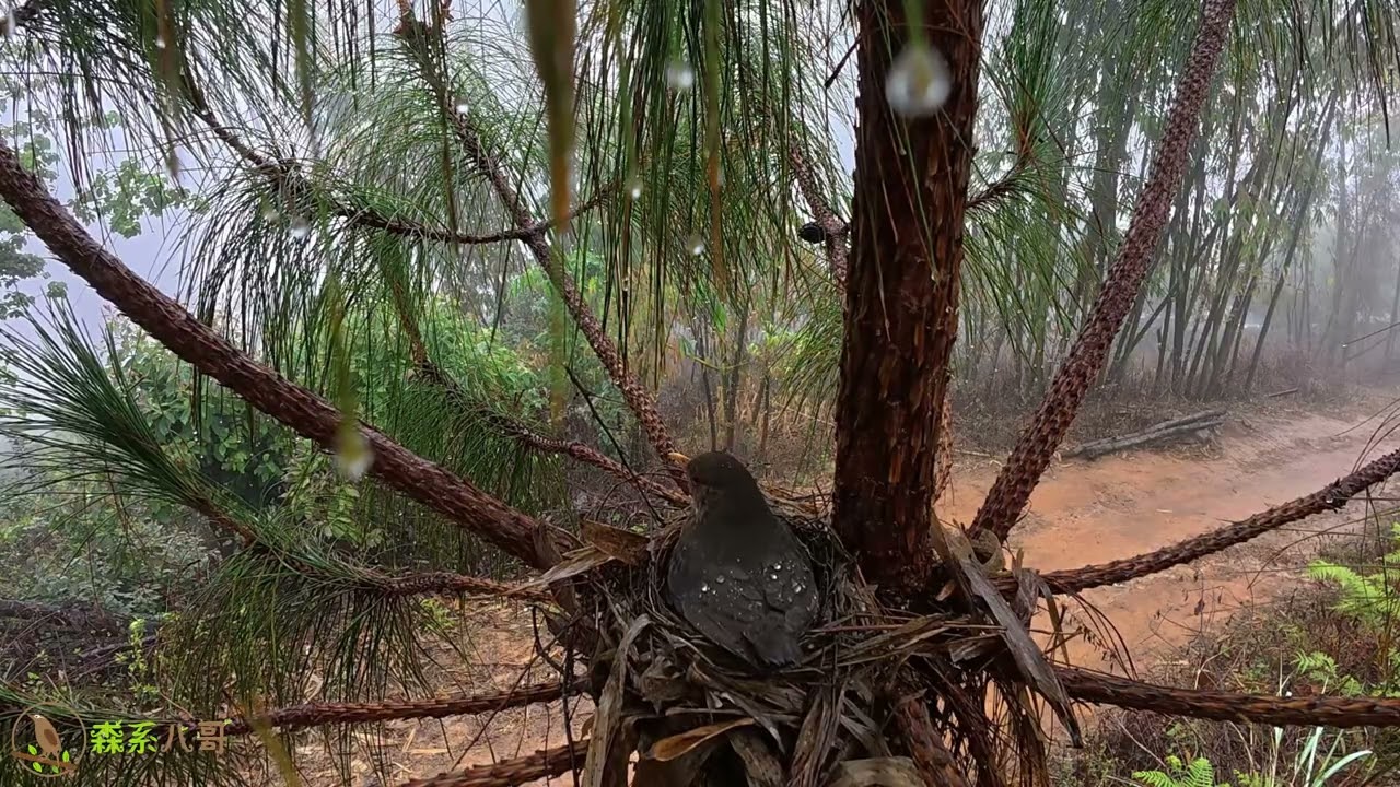 The mother bird finally threw out the blue cuckoo egg—she didn’t recognize it at first.鸟妈妈把蓝色的杜鹃鸟蛋扔掉