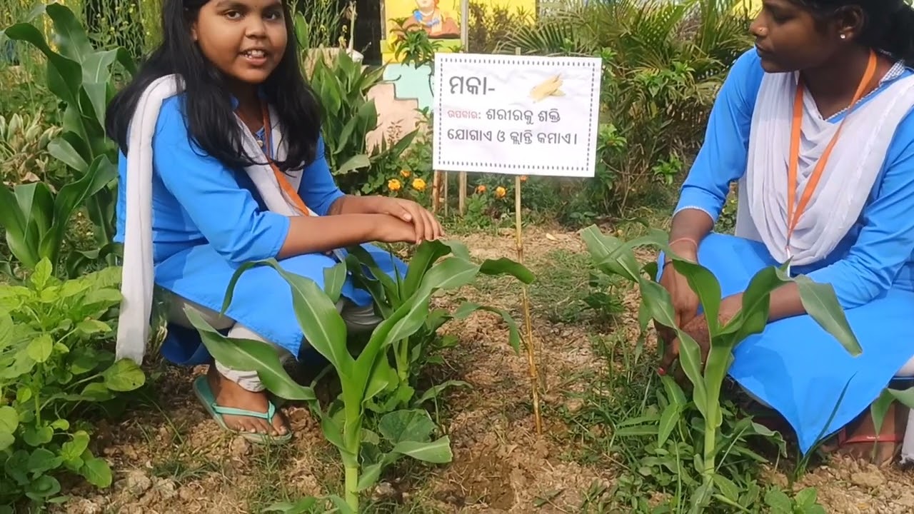Herbal plant NANTAR UPS 