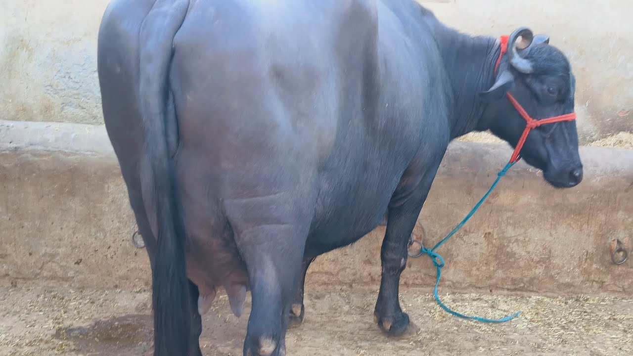 लाजवाब अड्डर क्वालिटी की मुर्रा भैंस 👌🏻 बिक्री के लिए उपलब्ध 📞9116570529 