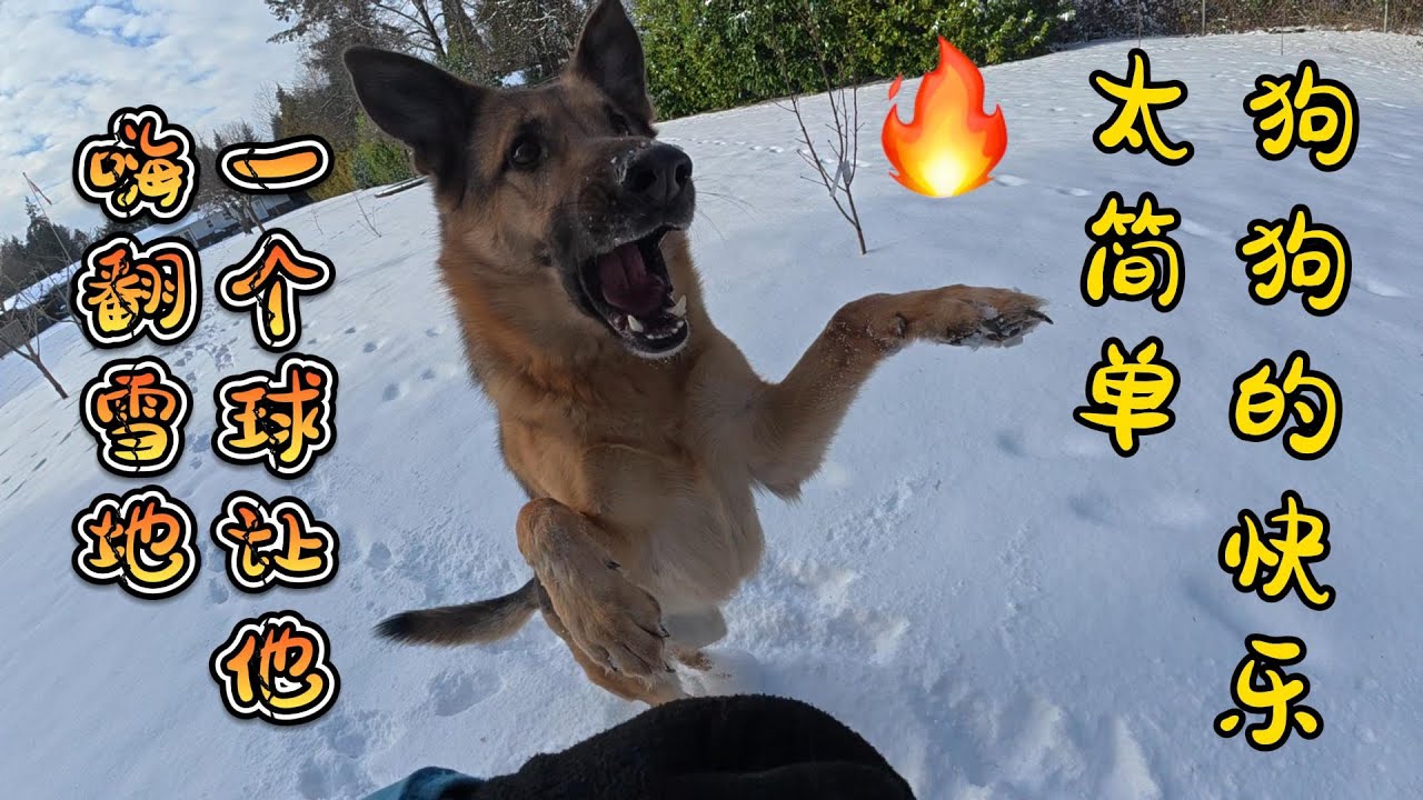 狗子的快乐就是这么简单，一个球就让他嗨翻雪地！