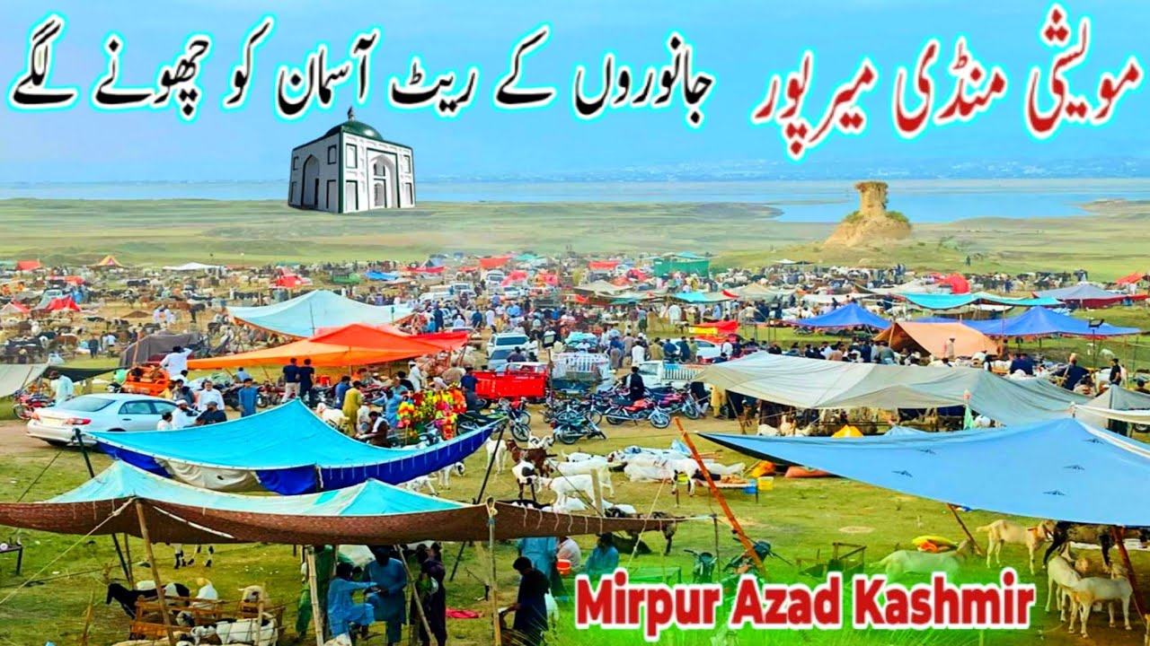 Mirpur Maweshi Mandi||Biggest Mandi In Mirpur||Mirpur Cattle Market 2025||Mirpur Azad Kashmir