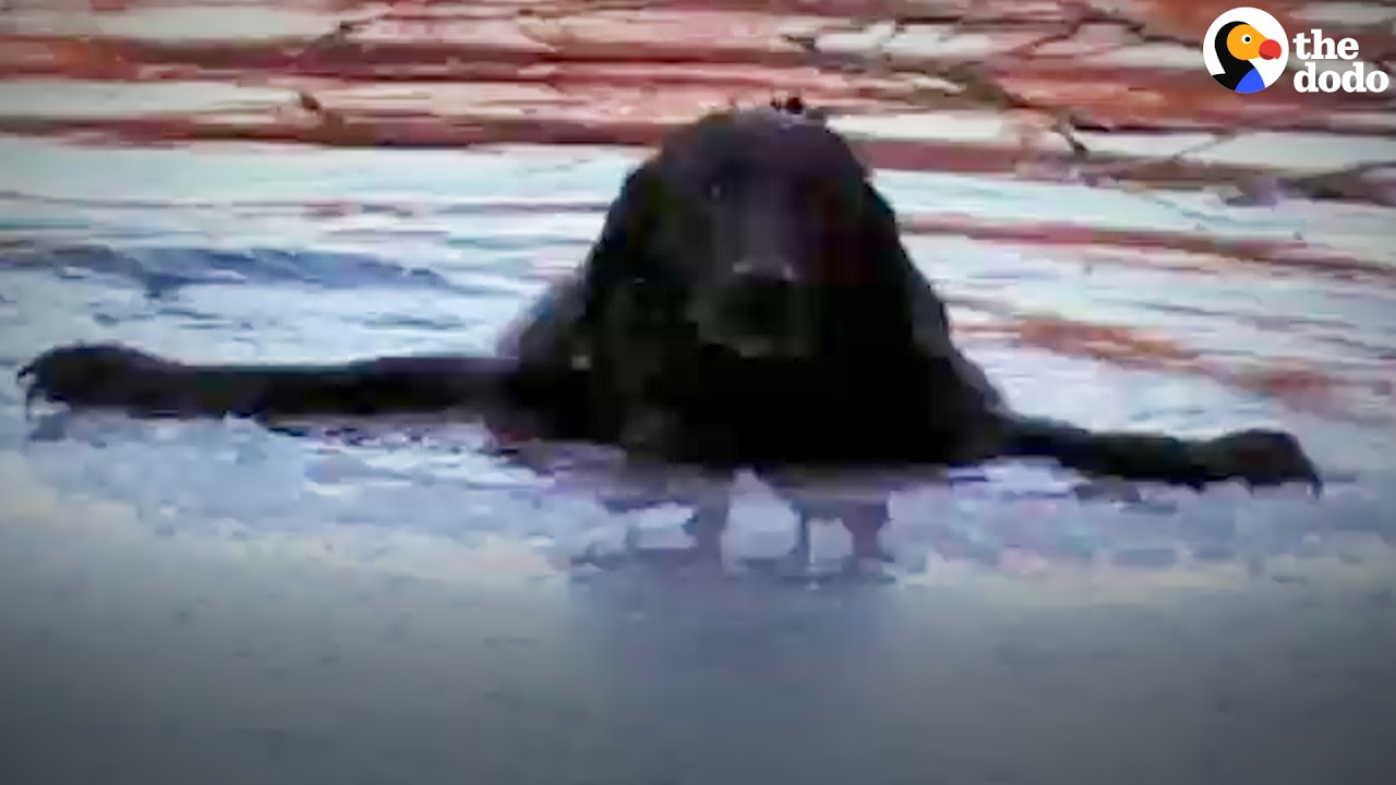 Rescuers Fall Through Ice Trying to Save Dog