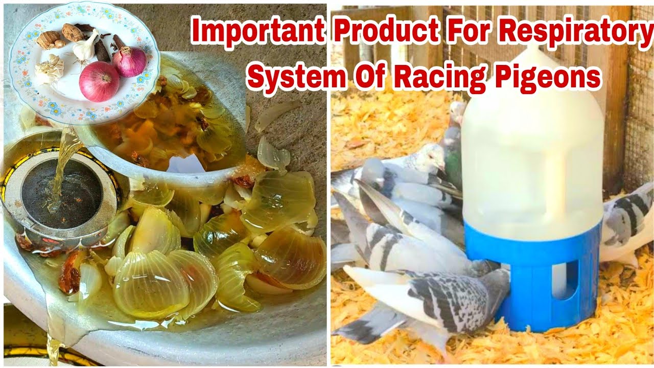 The Most Important Product For The Respiratory System Of Racing Pigeons   | Pigeon Healthy water