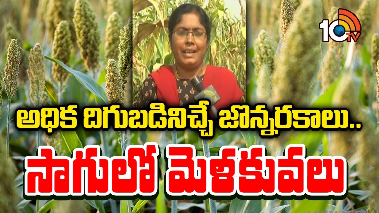 అధిక దిగుబడినిచ్చే జొన్నరకాలు.. సాగులో మెళకువలు | Jowar Cultivation tips | Matti Manishi | 10TV