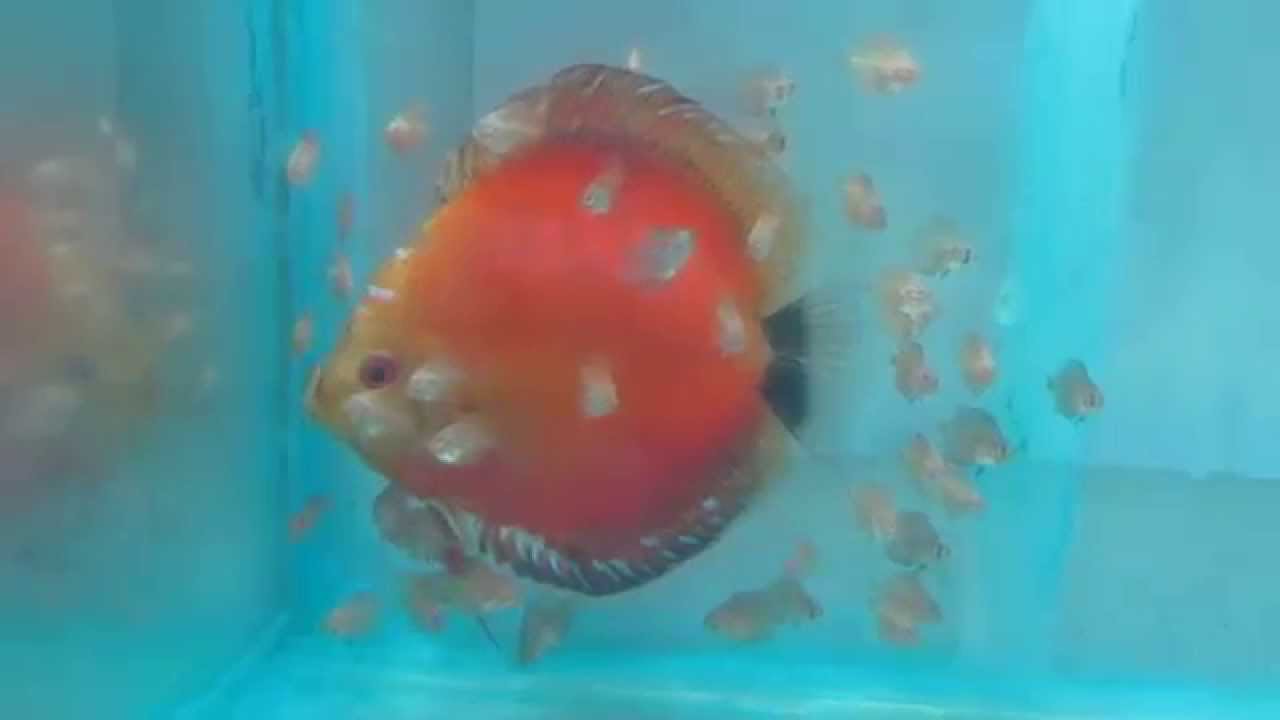 Acaraguto Acara Disco