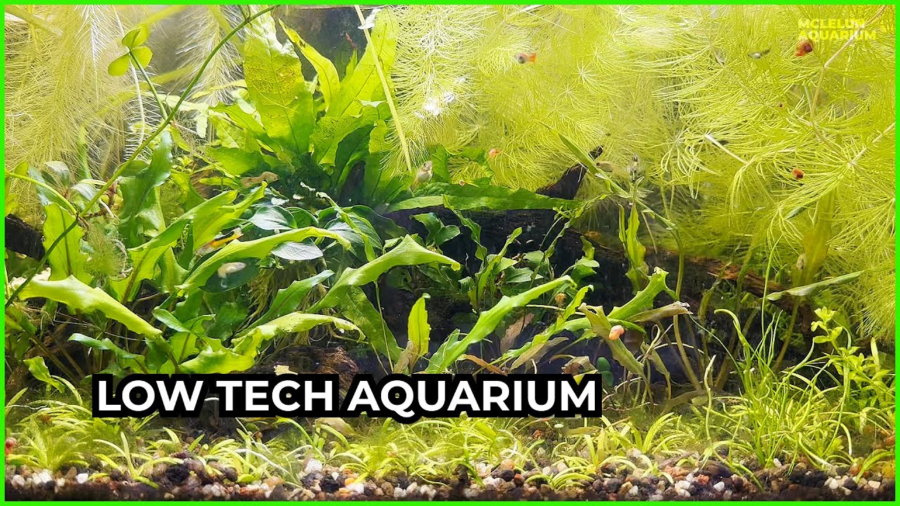 My Low Tech Tank Aquarium 2025 Updates!