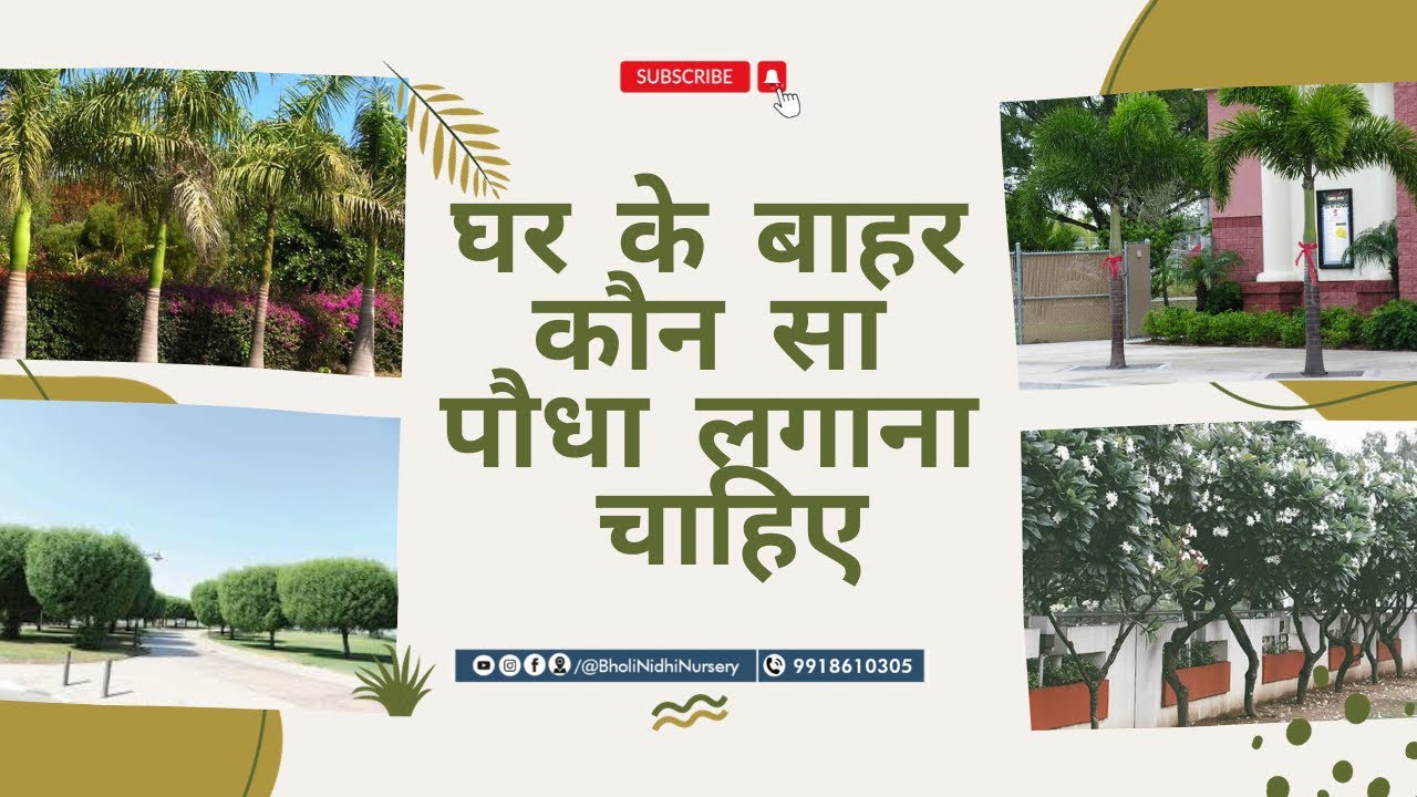 घर के बाहर कौन सा पौधा लगाना चाहिए ?Ashok.Bottel palm. Molshree.Konu carpus.Foxtial palm.Champa)