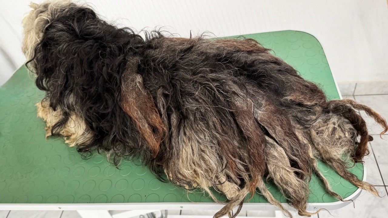 Grooming a Dog With a Matted Dreadlocks