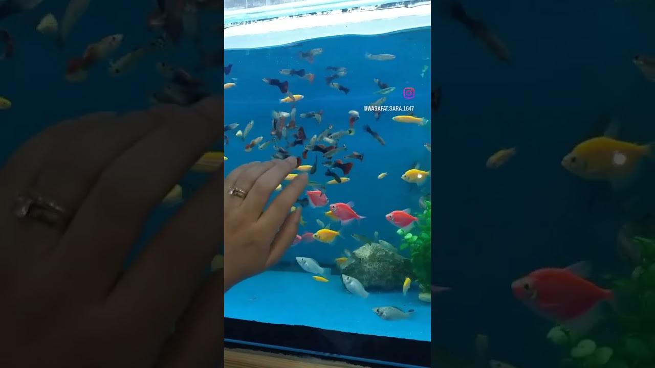 Les Petits 🐟Poissons 🐠Dans L'eau 😁😁 #poisson #aquarium #vacation#vacances #&eacute;t&eacute; #routines  #tahwissa