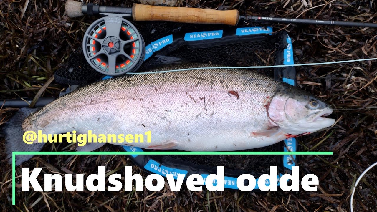 🐟 Knudshoved Odde og Enø, Regnbueørred