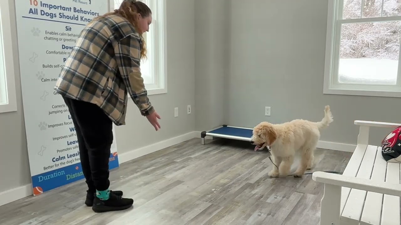 Charlie- Working on place, sit, down, come, gentle, and look