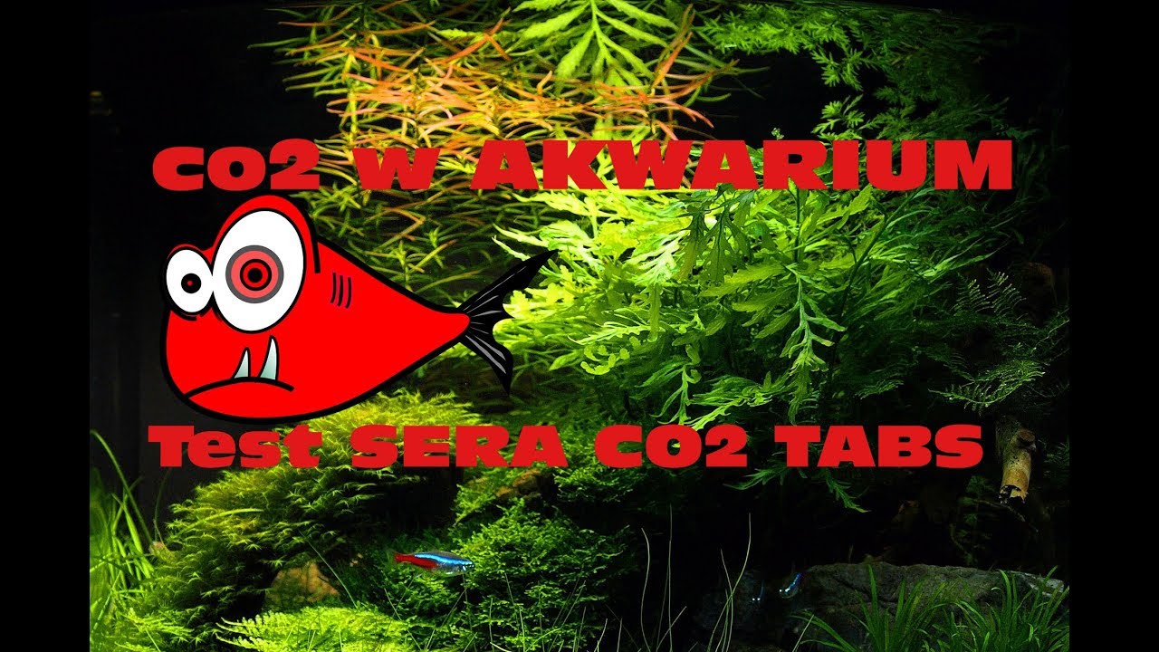 Test Sera CO2 tabs - Proste nawożenie dwutlenkiem węgla