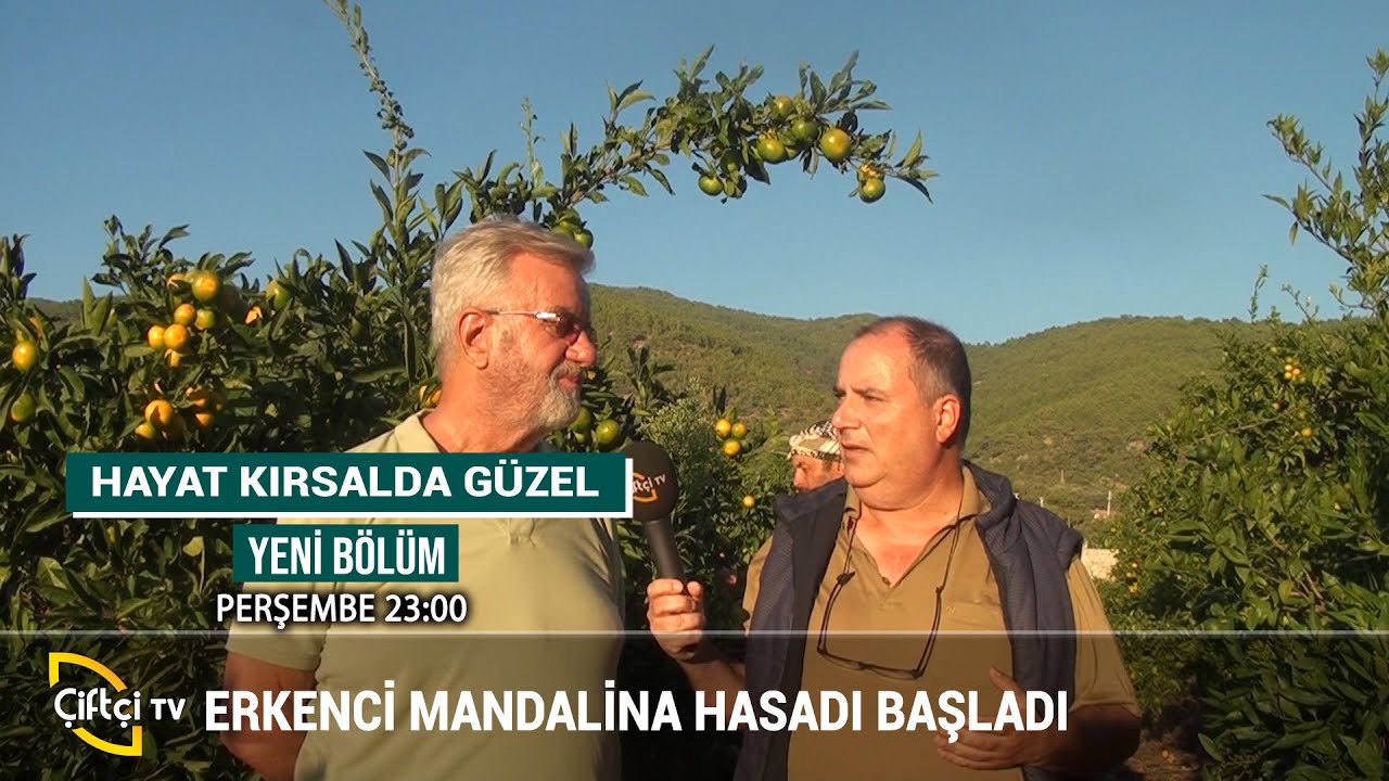 Erkenci Mandalina Hasadı - HAYAT KIRSALDA GÜZEL #tarım #çiftçi #üretim