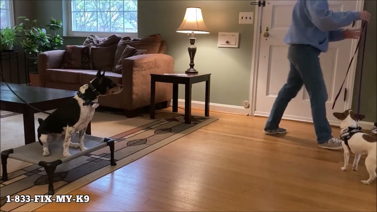Amazing Transformation | Decker Rat Terrier | Lexi | Cincinnati Dog Trainers Off Leash K9