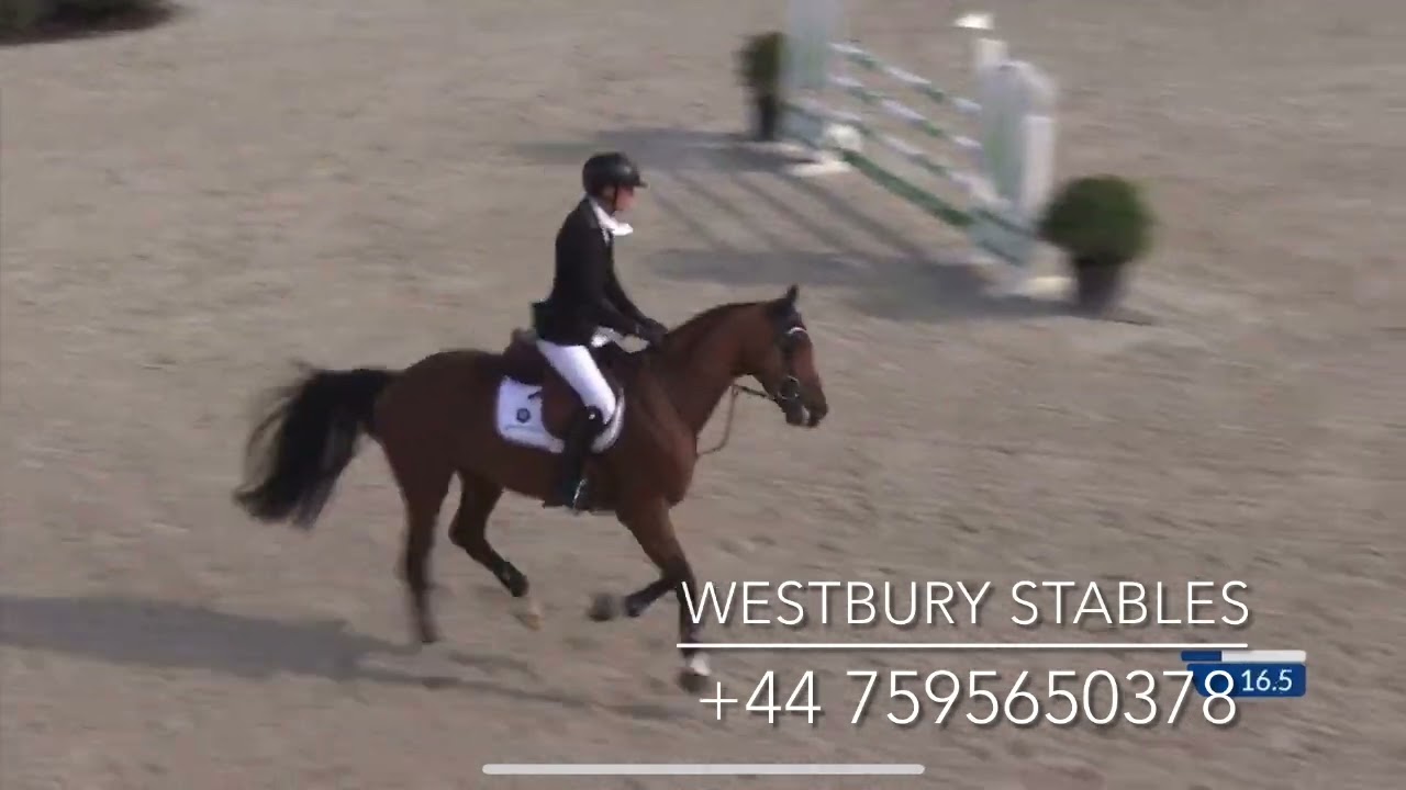 Curacao d’Elsendam Z- 2019 Gelding (Casall X Padinus) 