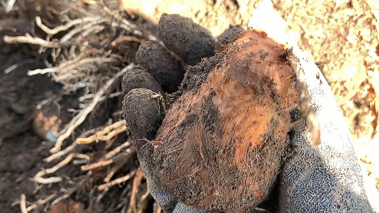 里芋の脇芽かき放置して育てたが…収穫量に違いはでるのか？とりあえず掘ってみます。家庭菜園、野菜の育て方、自給自足