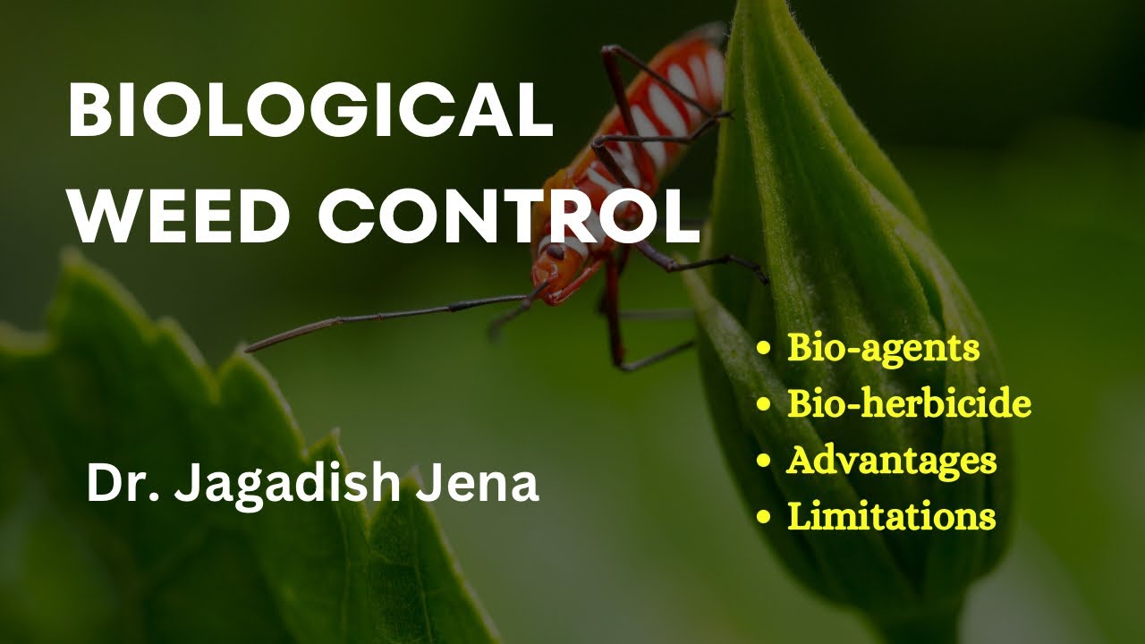 Biological method of weed control | Bio-agent and bio herbicide approach of weed control