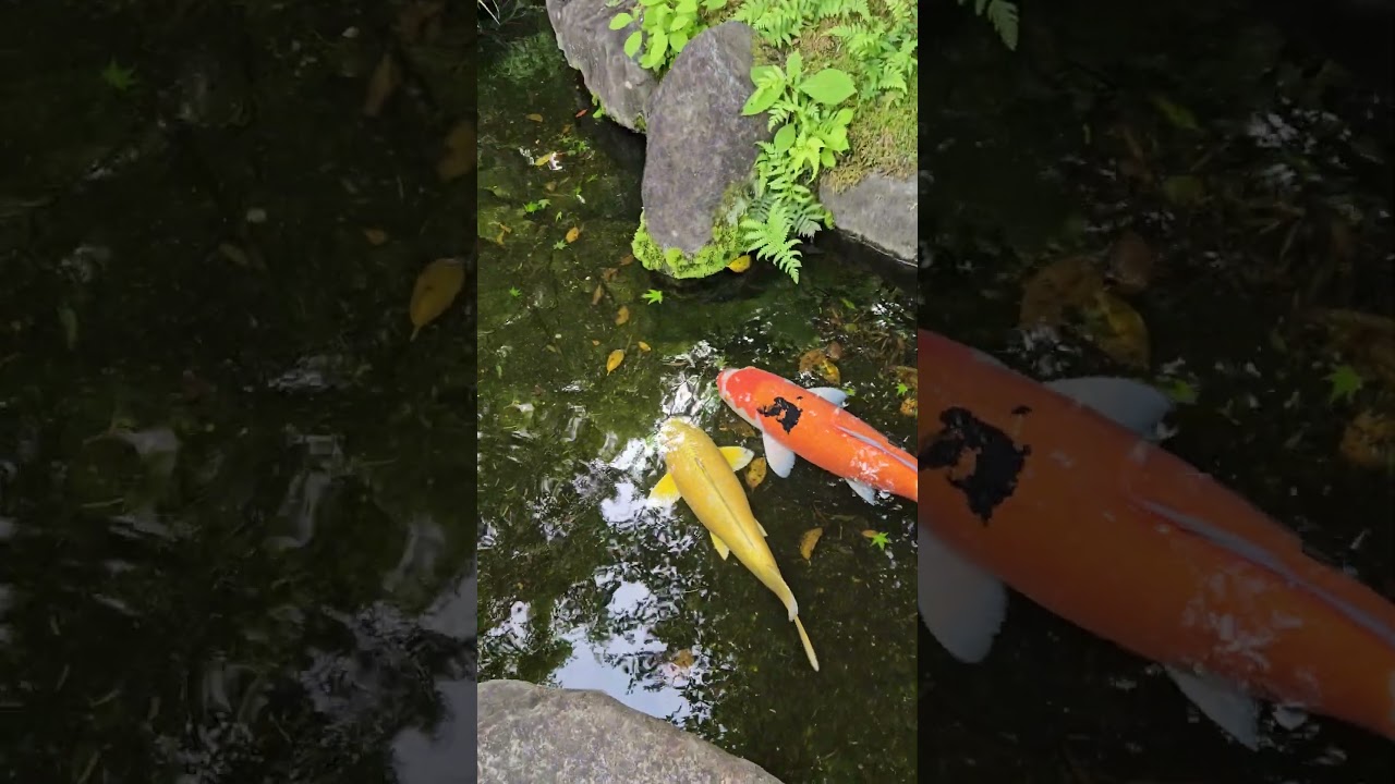 Japanese Koi!   #koifish  #subscribe #fish #carpfishing #travel