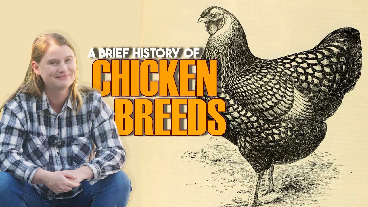 A Brief History of Chicken Breeds