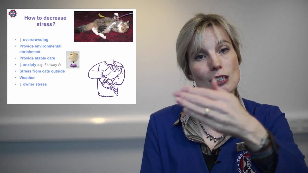 How to destress your cat's life explained by a vet specialist.mov