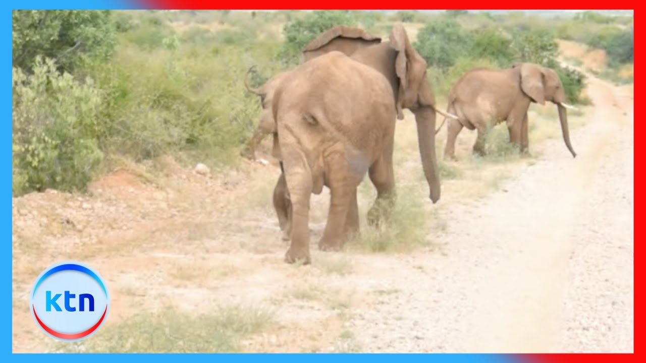Human wildlife conflict: Herdsman killed by stray elephants sparks outrage in Kilifi