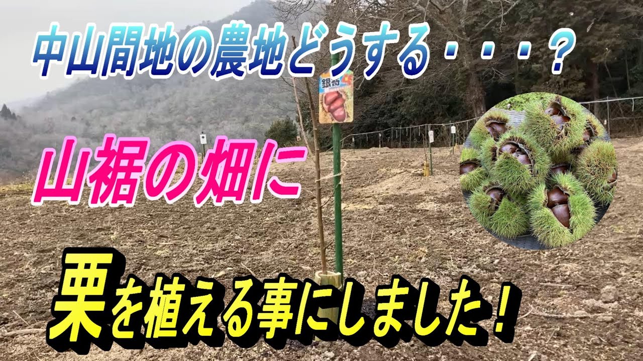 【栗の木を植える】中山間地、山裾の畑に栗を植える事にしました。