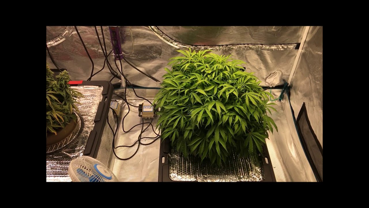 Today's update includes Power plant auto/Charlottes Angel Auto/Banana Blaze auto & Sunset Vibes auto