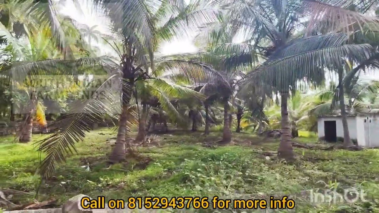 2.50 Acres of coconut form for sale near Uthangarai @ 55L per acre, Call  on 8152943766 for more inf