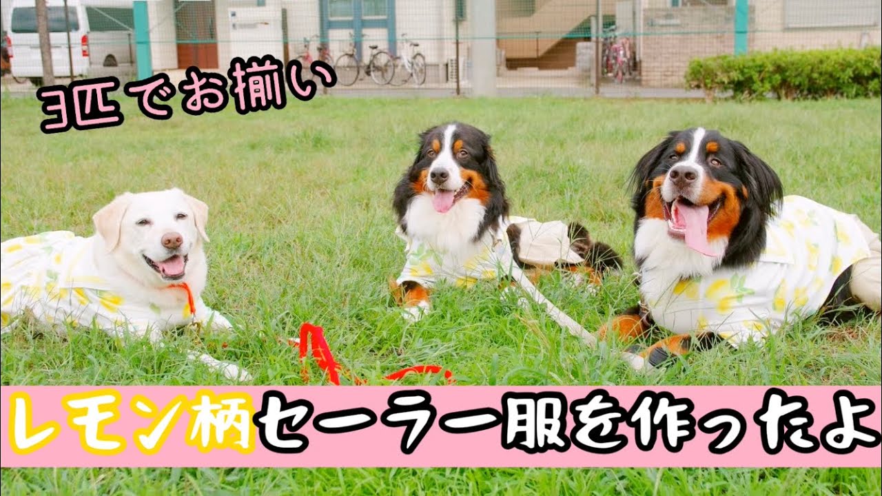 【大型犬の服】レモン柄セーラー服を作ったよ【ラブラドール×バーニーズ】