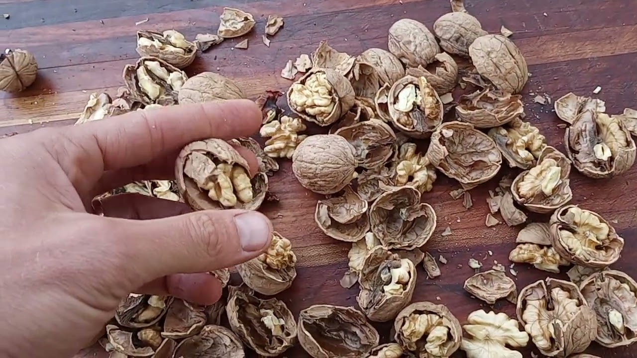 In Shell Walnuts Harvested October 25th, 2024 Fresh Crop Sample