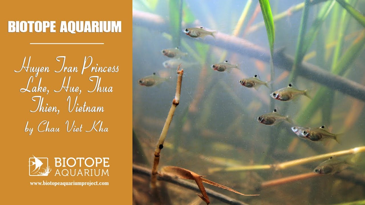 #BAC2025 Huyen Tran Princess Lake, Hue, Thua Thien, Vietnam. By Chau Viet Kha