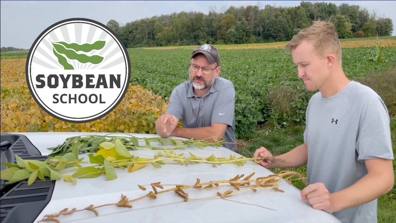Soybean School: What to plant first in 2024