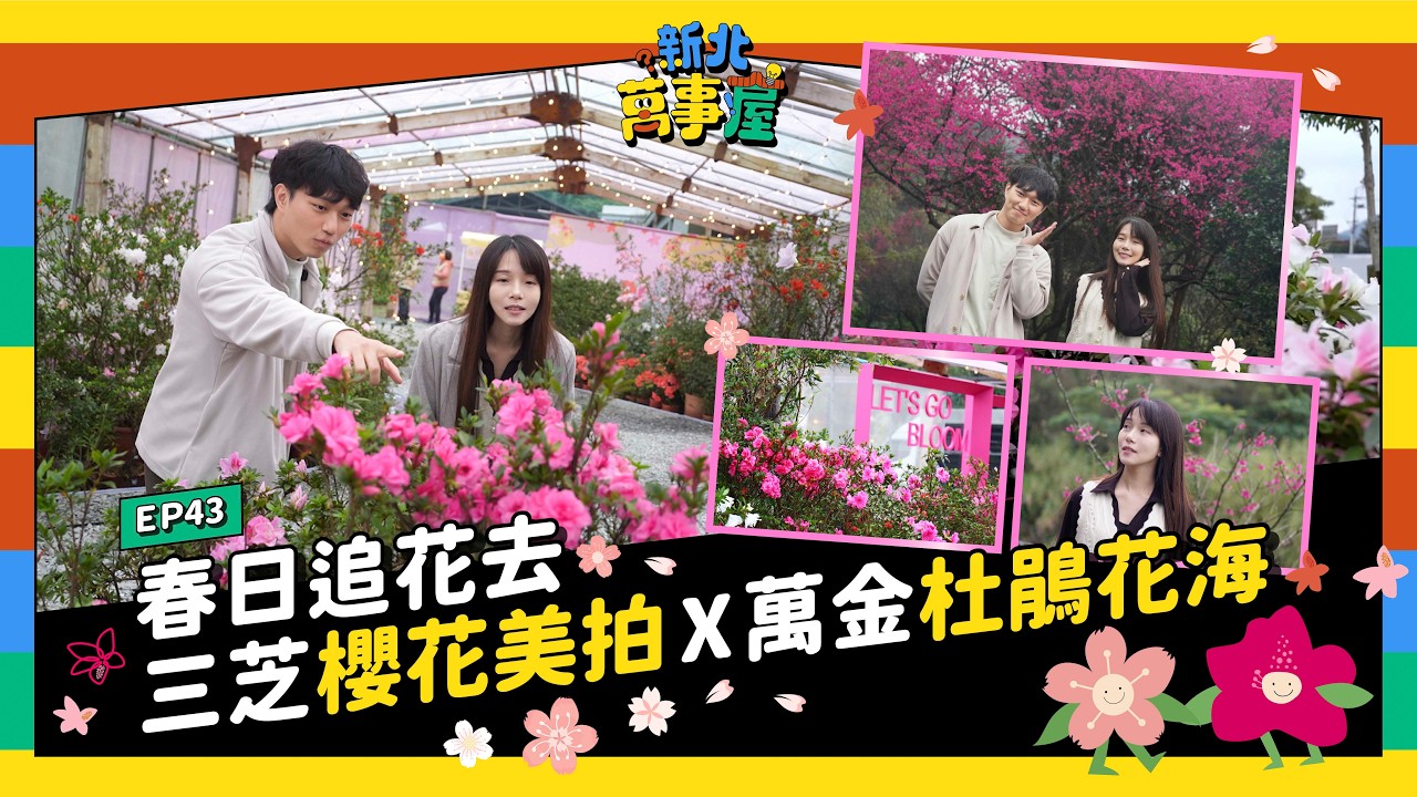 春日追花去！三芝櫻花美拍 × 萬金杜鵑花海|【新北萬事屋】EP43