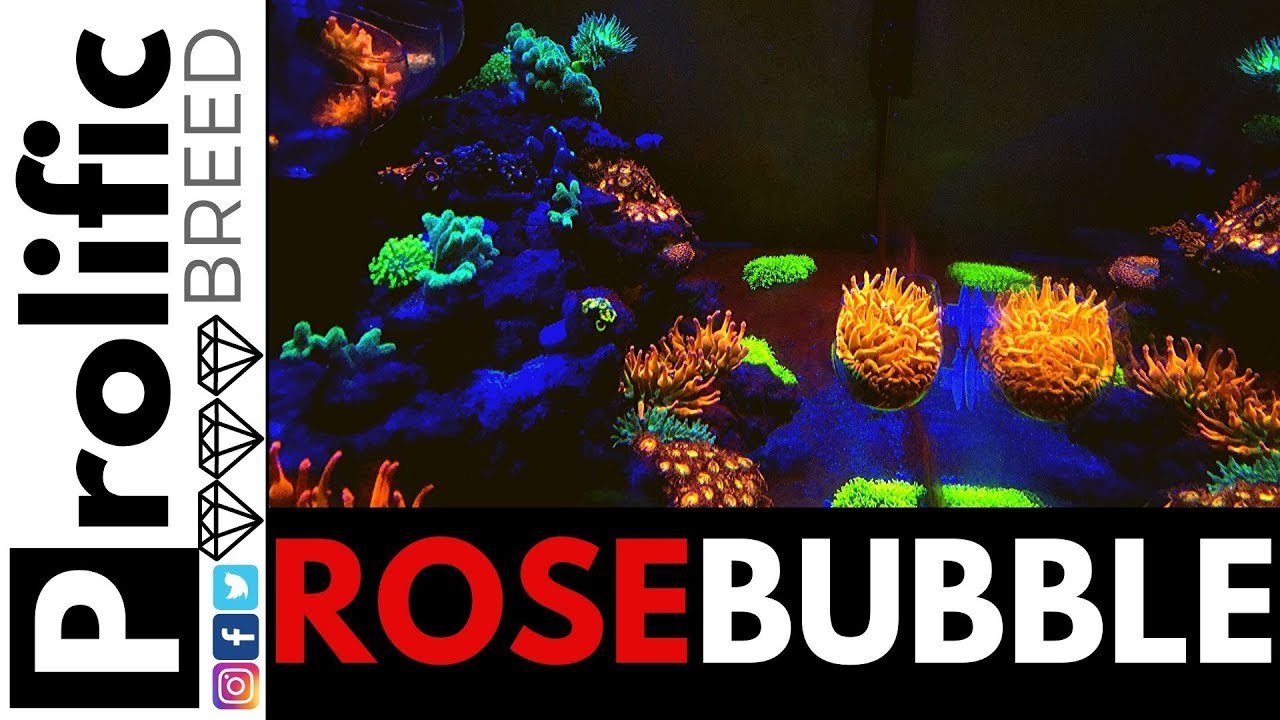 GIANT ROSE BUBBLE TIP ANEMONE FOR THE RED SEA REEFER 350 | HOW TO ACCLIMATE