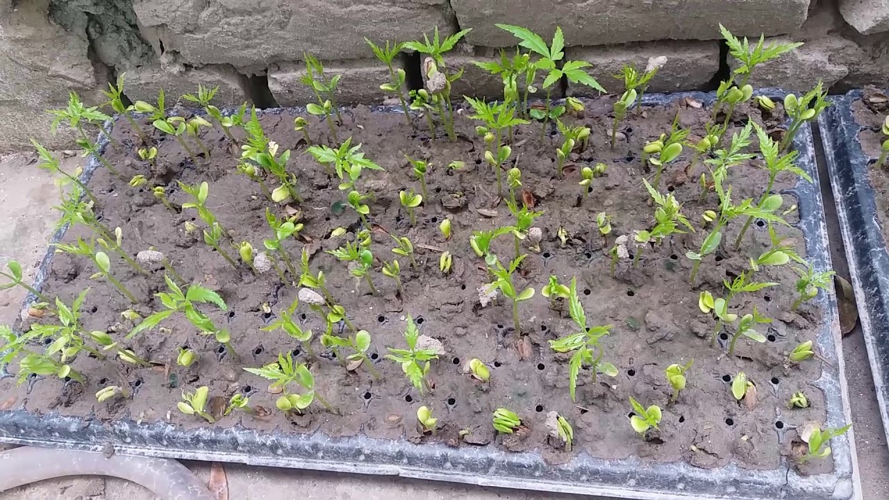 My Mission Plantation Of Neem Trees