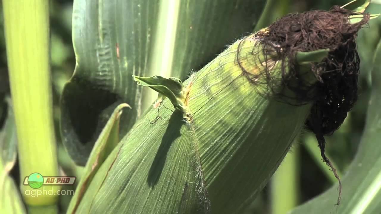 Farm Basics-What Roots Do #721 (Air Date 1/29/12)