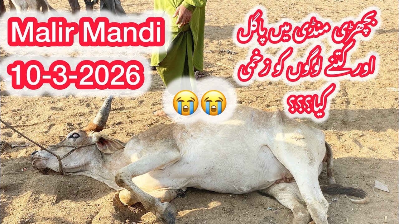 Malir Mandi Karachi Cattle Latest Rates Updates In Ramzan 10-3-2026 | Cow Mandi 2026 |Bakra Eid 2026