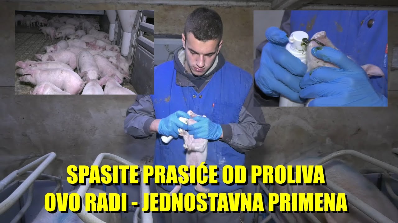 SVAKO JE PRASE VAŽNO - kako da sačuvate SVINJE OD PROLIVA - jedan ŠTRC - rešava - U lošijim USLOVIMA