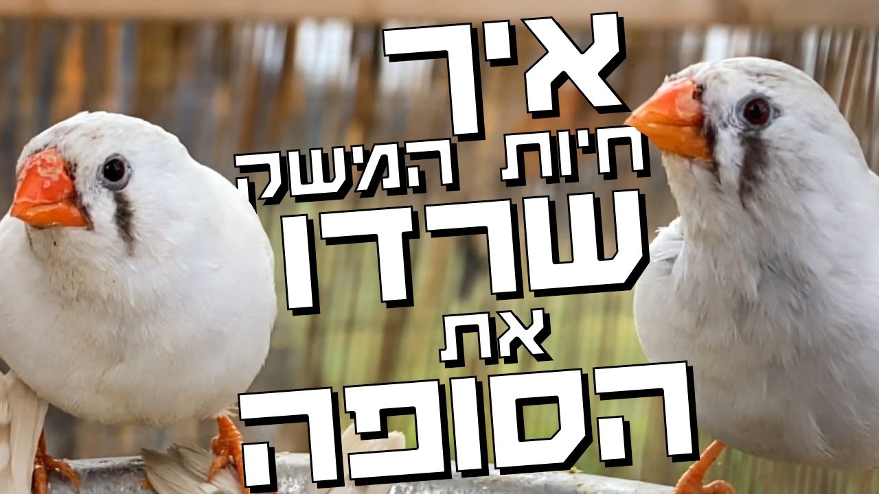 גשם ברד והפחד הזה שמישהו לא ישרוד - איך שרדו החיות?