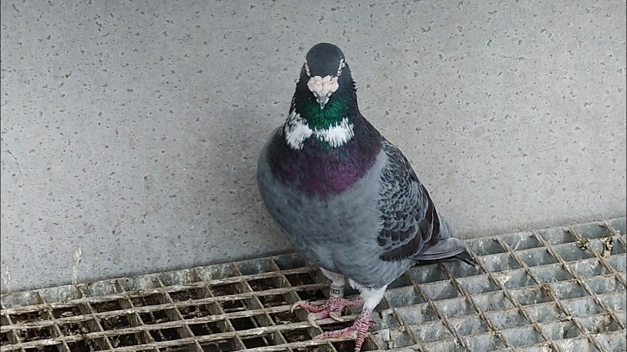 Powtórka... #gołębie #pigeon