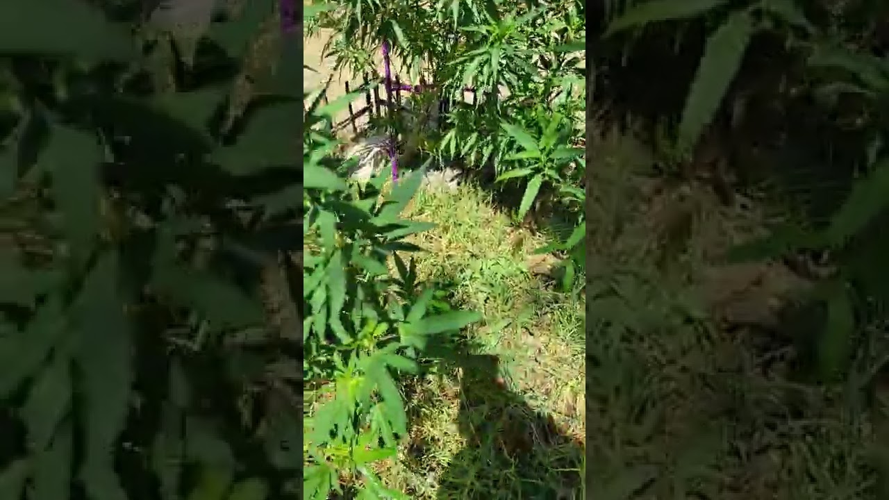 Landrace Garden (Congolese,  Lao Gold, Kumaoni,  Durban Poison,  Malawi Gold and Mazar I)