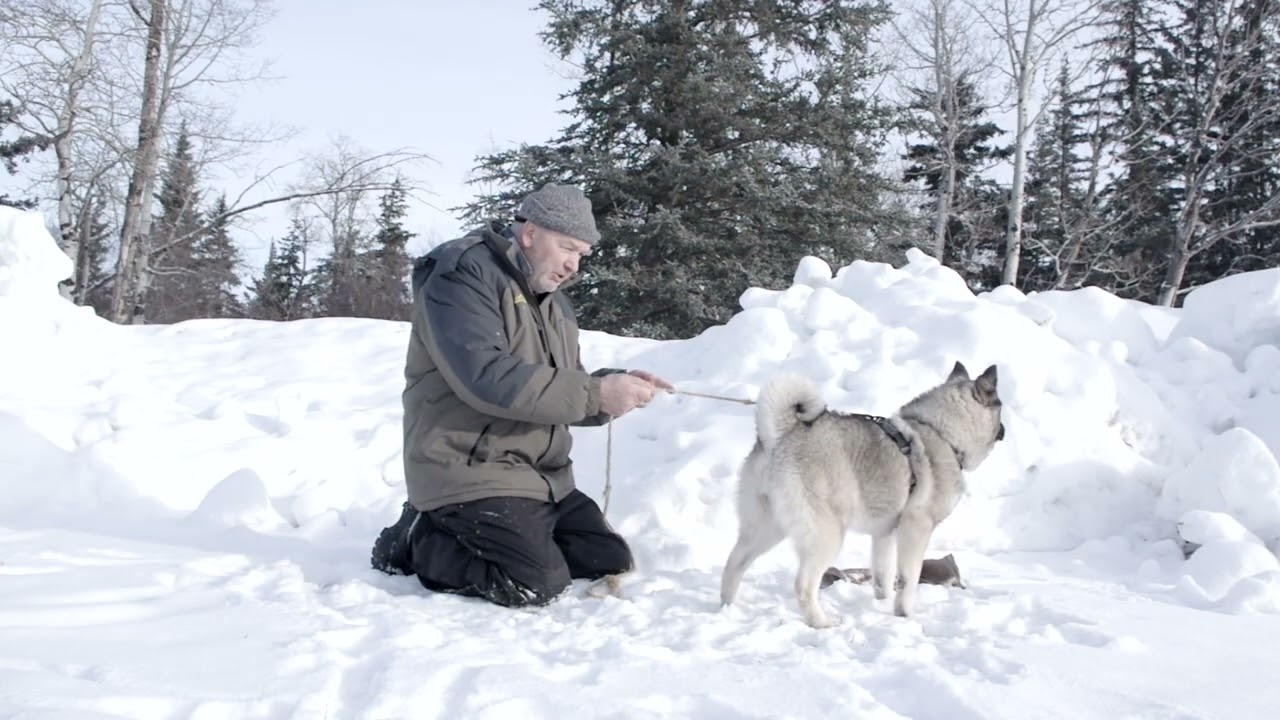 Silver Moon Profile Norwegian Elkhound Preservation Bloodline Female