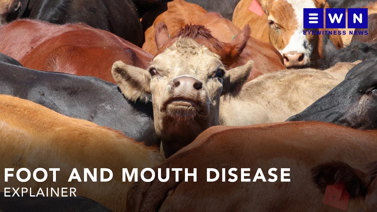 EXPLAINED: What to know about the foot and mouth disease