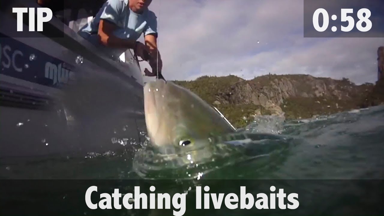 CATCHING LIVEBAITS