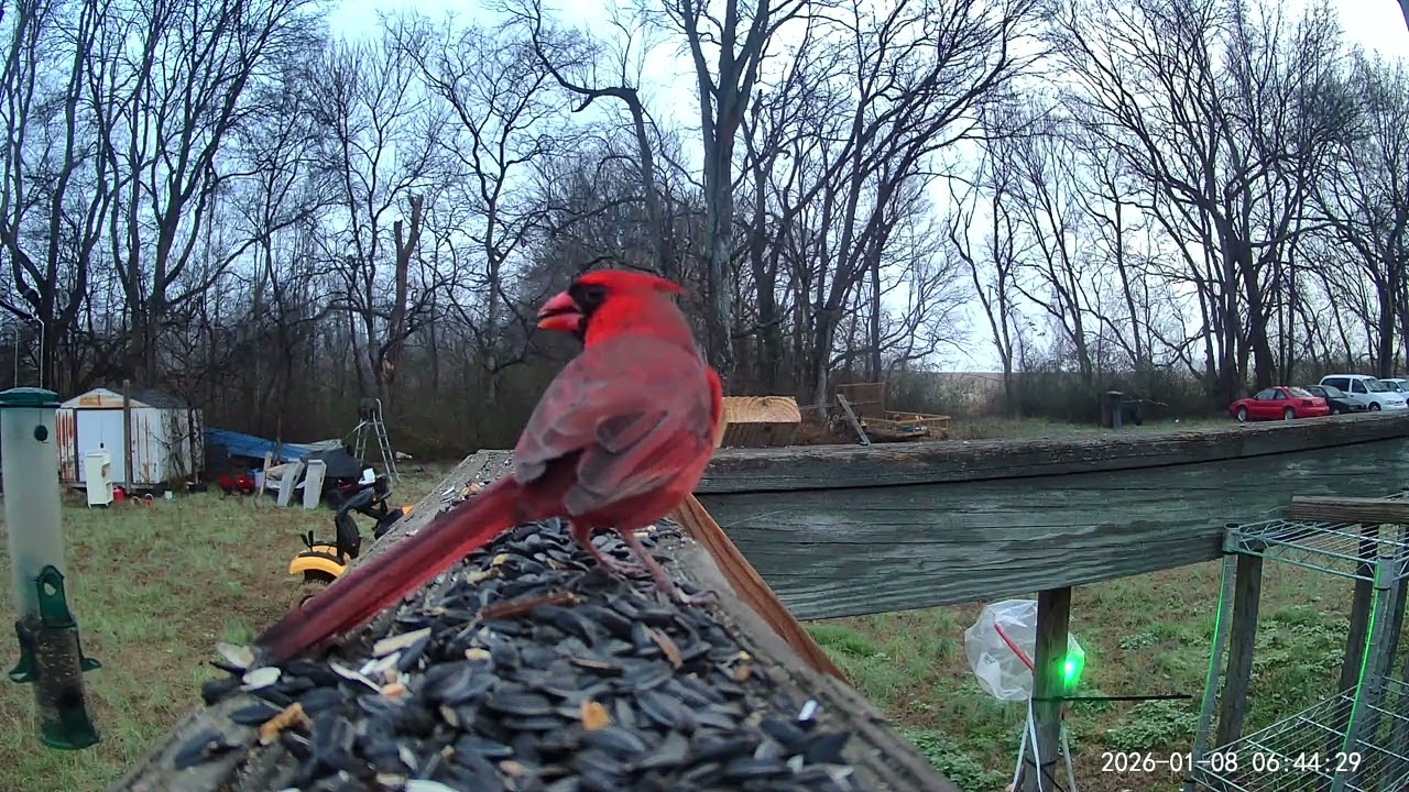 Birds ASMR 