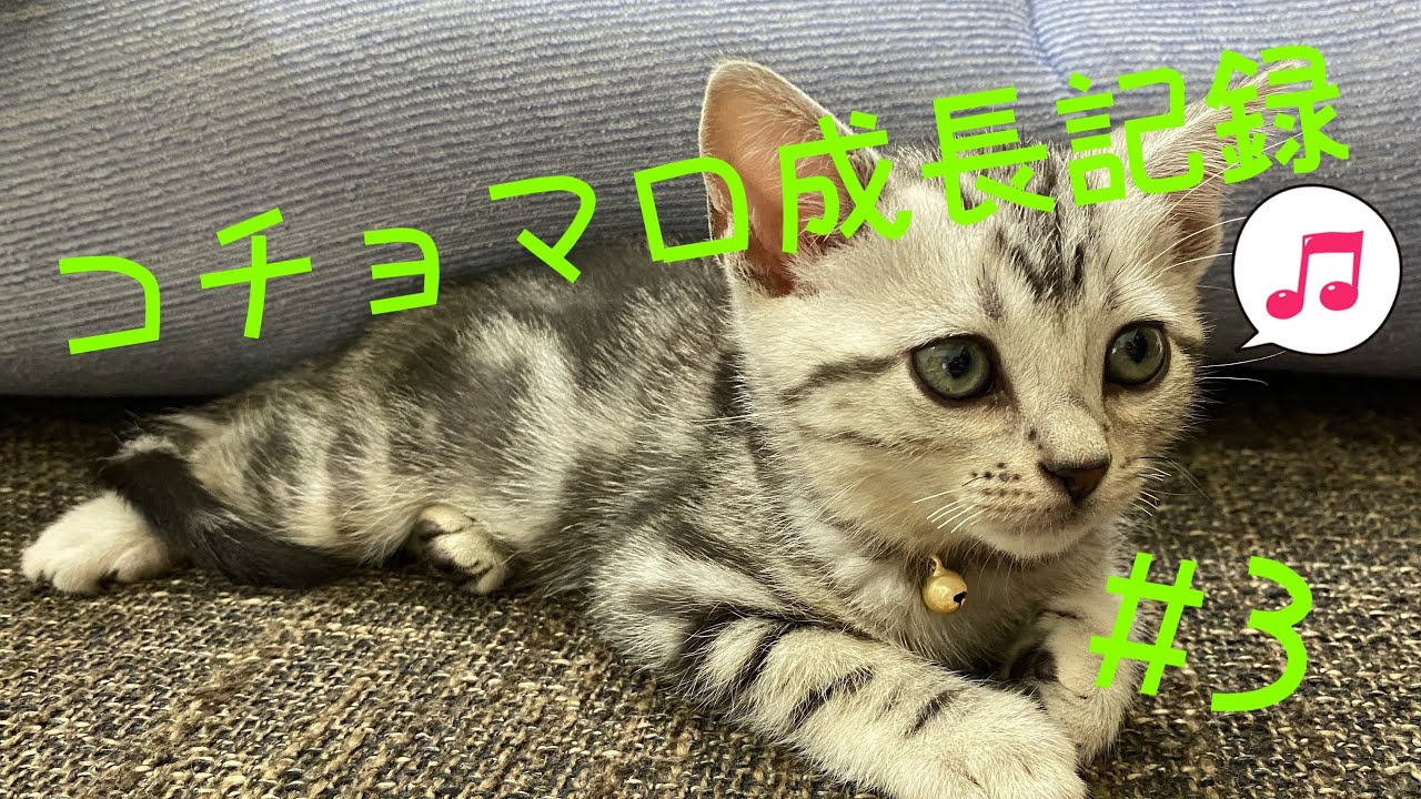 コチョの鳴き声初公開　コチョマロ#3