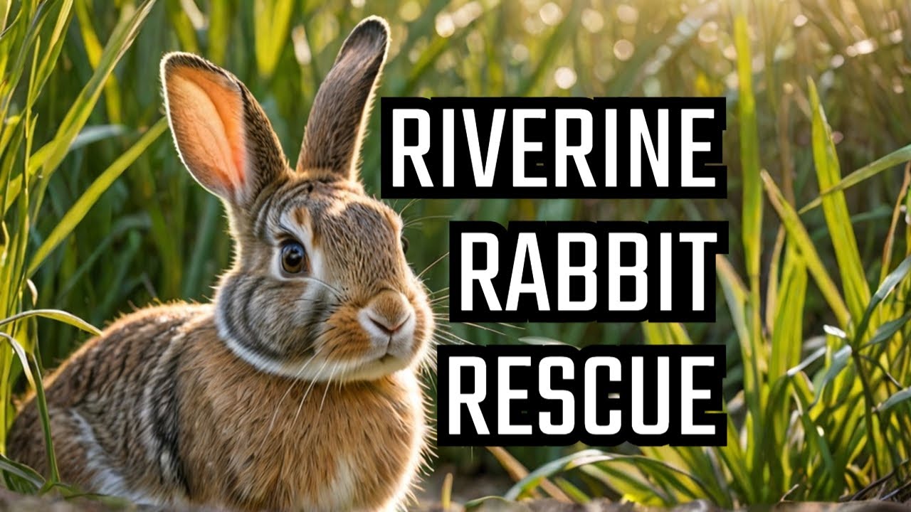 Saving the adorable Riverine Rabbits
