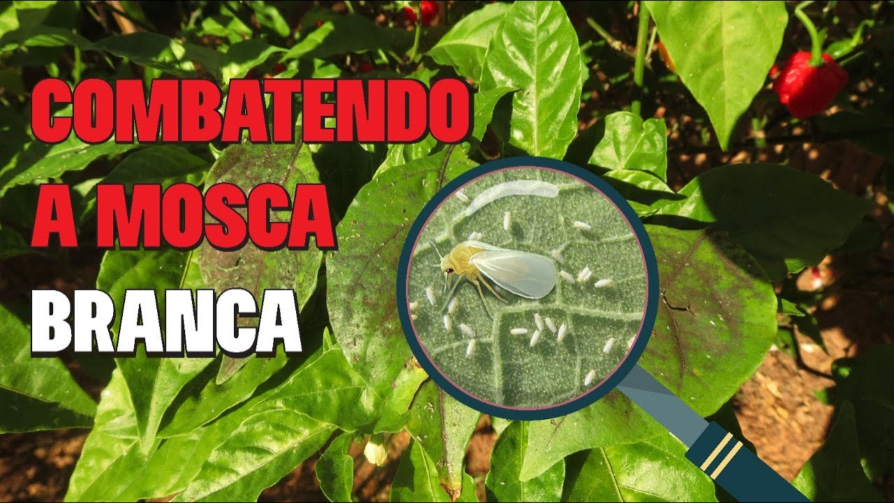 COMBATENDO PRAGAS -  MOSCA BRANCA EM PIMENTEIRAS